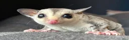 Sugar Glider rodents for sale: Sugar Gliders available to suitable homes - Advert 15
