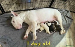 English Bull Terrier dogs for sale:  English bull terrier puppies  - Image 2