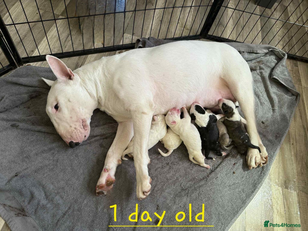 English Bull Terrier dogs for sale:  English bull terrier puppies  - Image 2