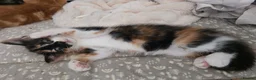 Mixed Breed cats for sale: Mixed breed kittens - Advert 3