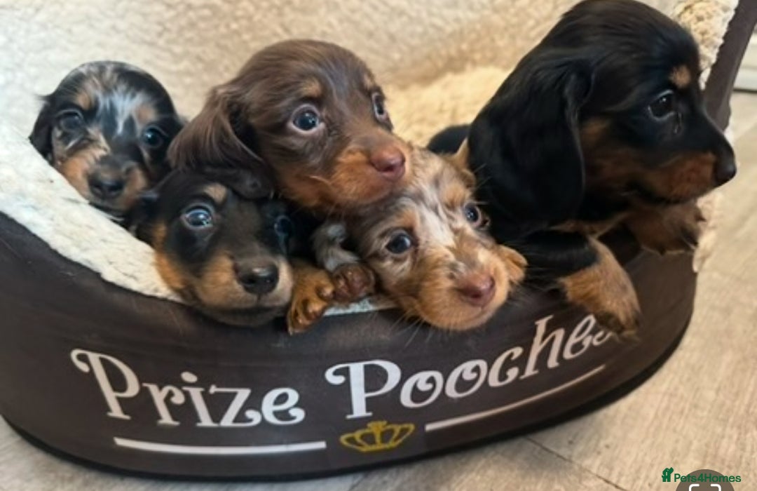 Miniature Dachshund dogs for stud: 27 champions prince Rolo  - Advert 4