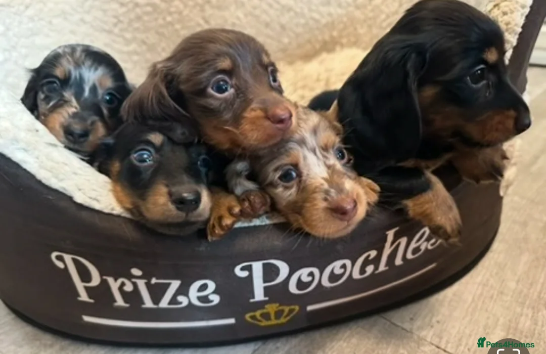 Miniature Dachshund dogs for stud: 27 champions prince Rolo  - Advert 4