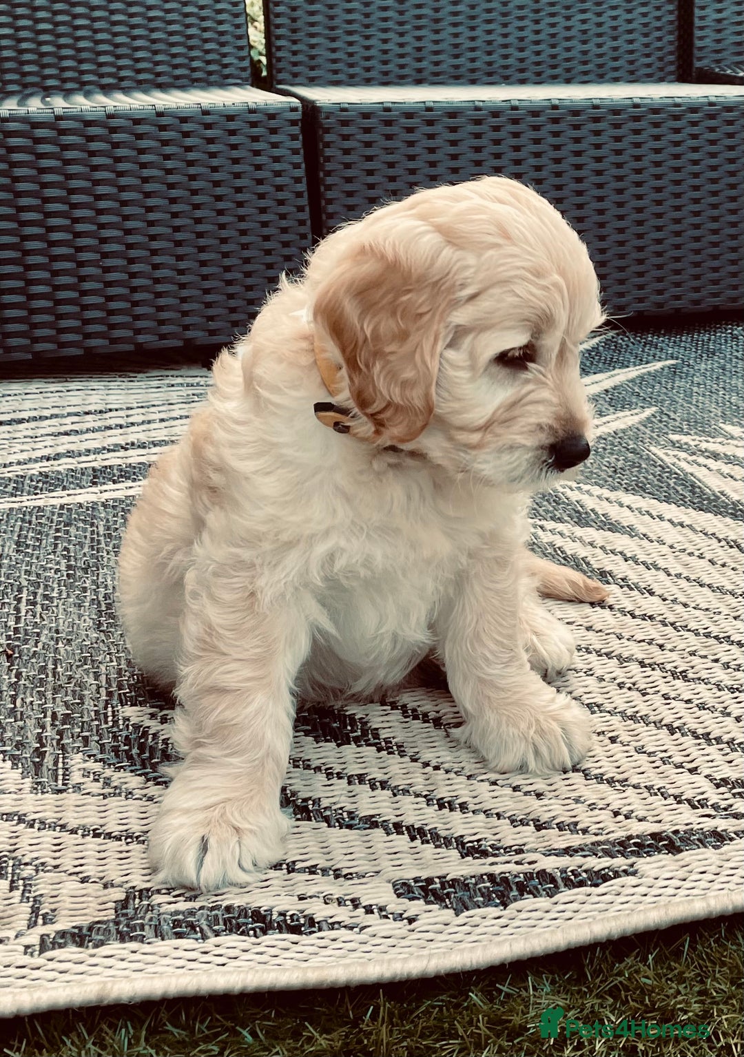 Goldendoodle dogs for stud: Beautiful golden doodle DNA tested/sperm count  in Sutton Coldfield - Image 6