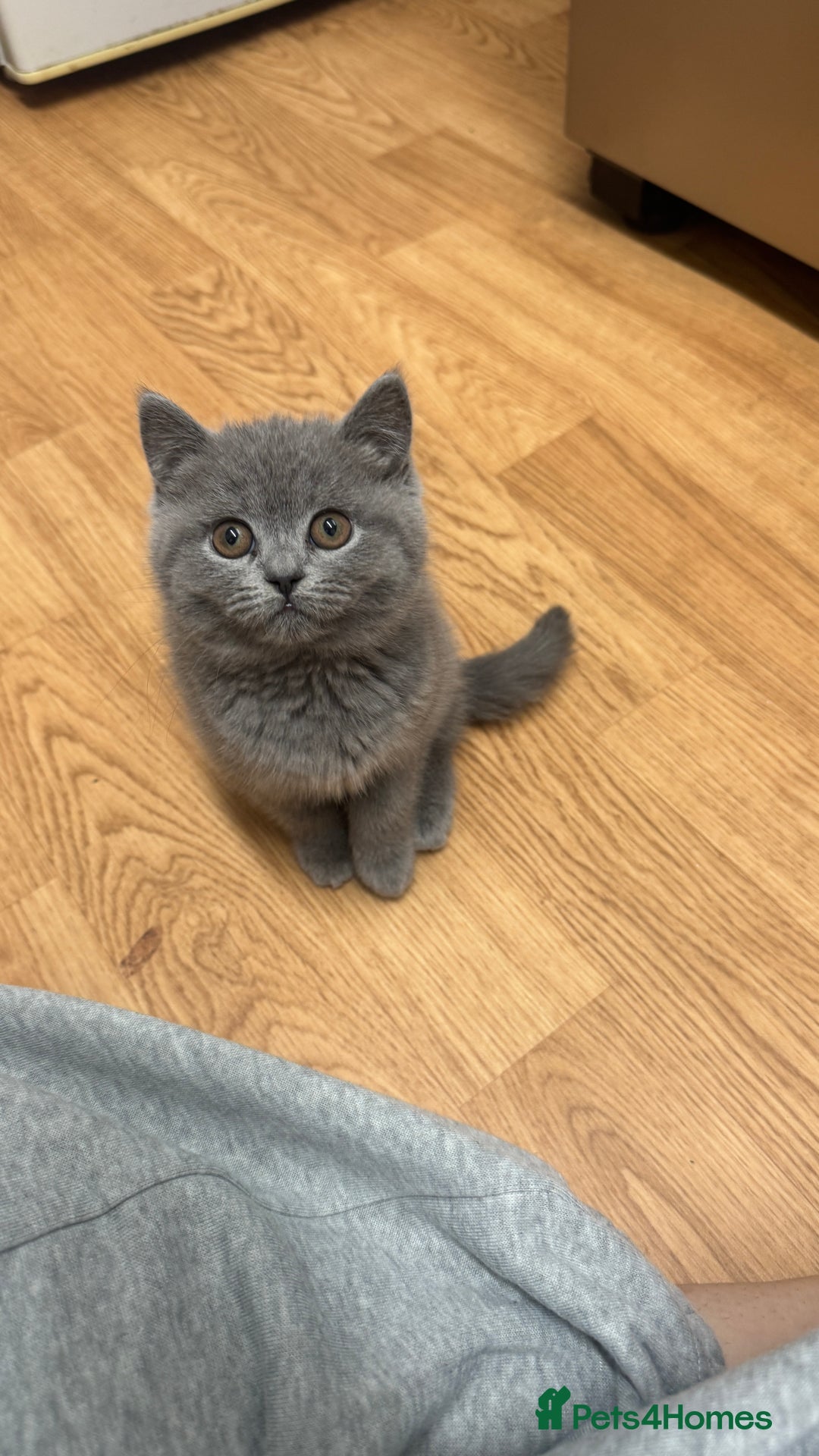 British Shorthair cats for sale: British shorthair female  - Advert 6