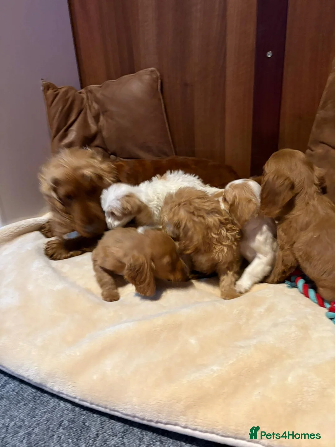 Cockalier dogs for sale: Adorable cockaliers  - Advert 21