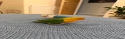Lovebirds birds for sale: 2 amazing male love birds for sale in Woking - Advert 2