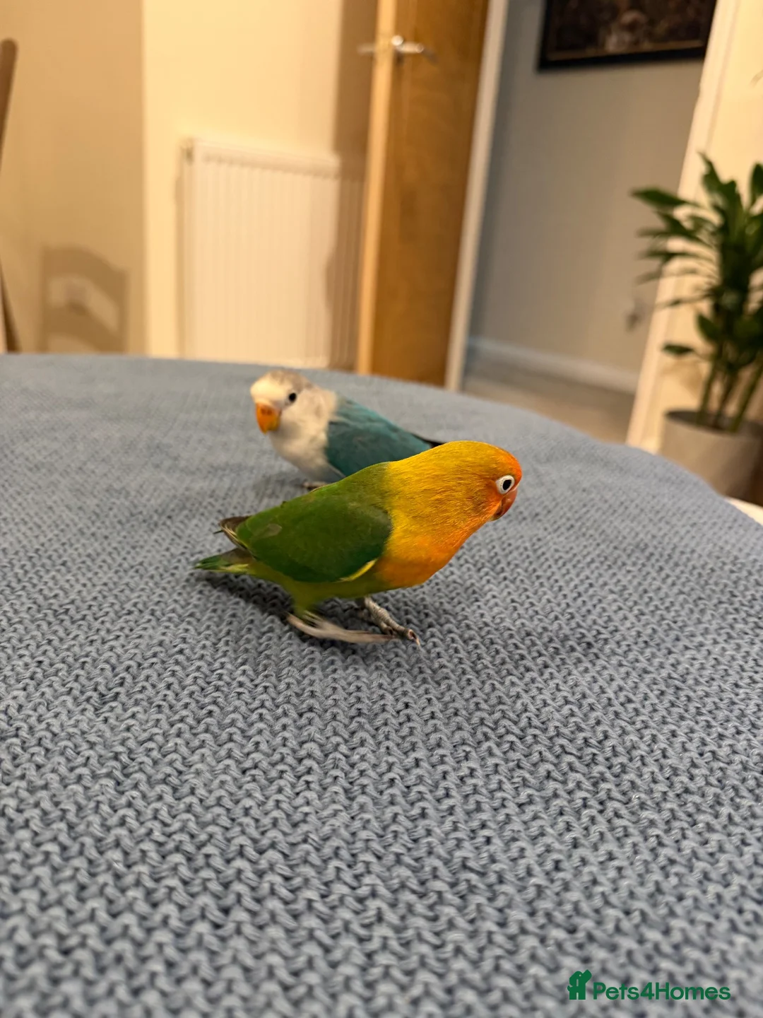 Lovebirds birds for sale: 2 amazing male love birds for sale in Woking - Advert 2