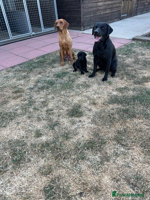 Labrador Retriever dogs 1 black boy remaining, 60 FTCH within Parent’s  - Advert 14