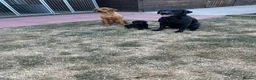 Labrador Retriever dogs for sale: 1 black boy remaining, 60 FTCH within Parent’s  - Advert 2
