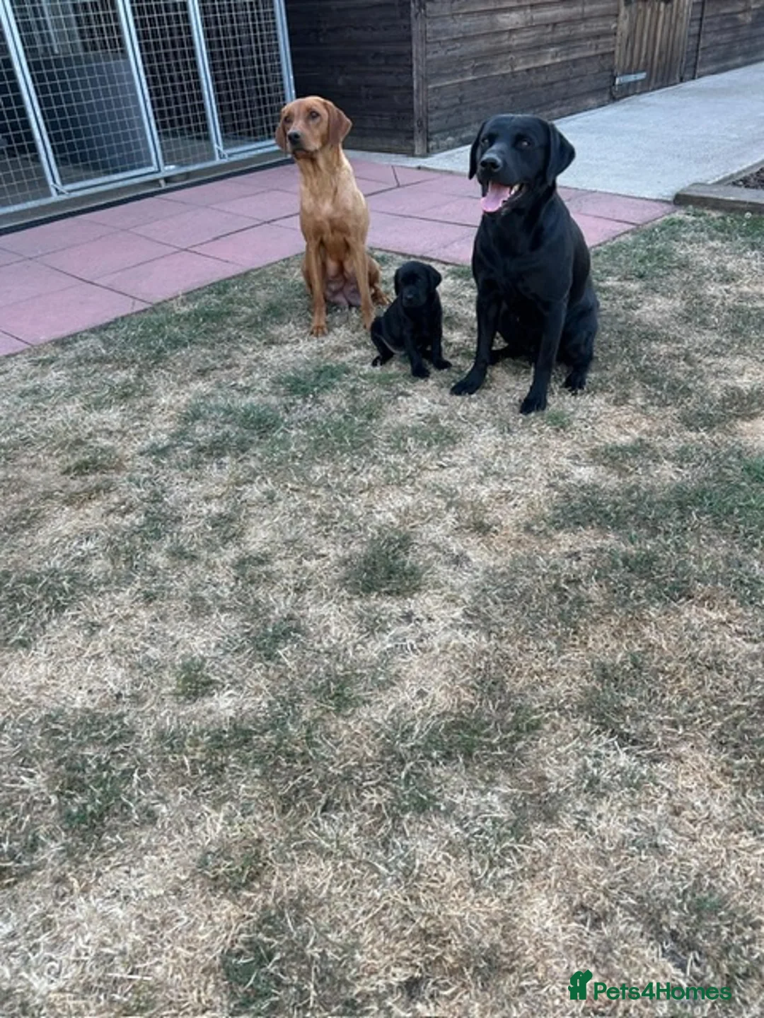 Labrador Retriever dogs for sale: 1 black boy remaining, 60 FTCH within Parent’s  - Advert 2
