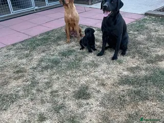 Labrador Retriever dogs 1 black boy remaining, 60 FTCH within Parent’s - Advert 14