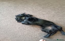 Cocker Spaniel dogs for sale: Black and white stripe crocker spaniel - Image 1