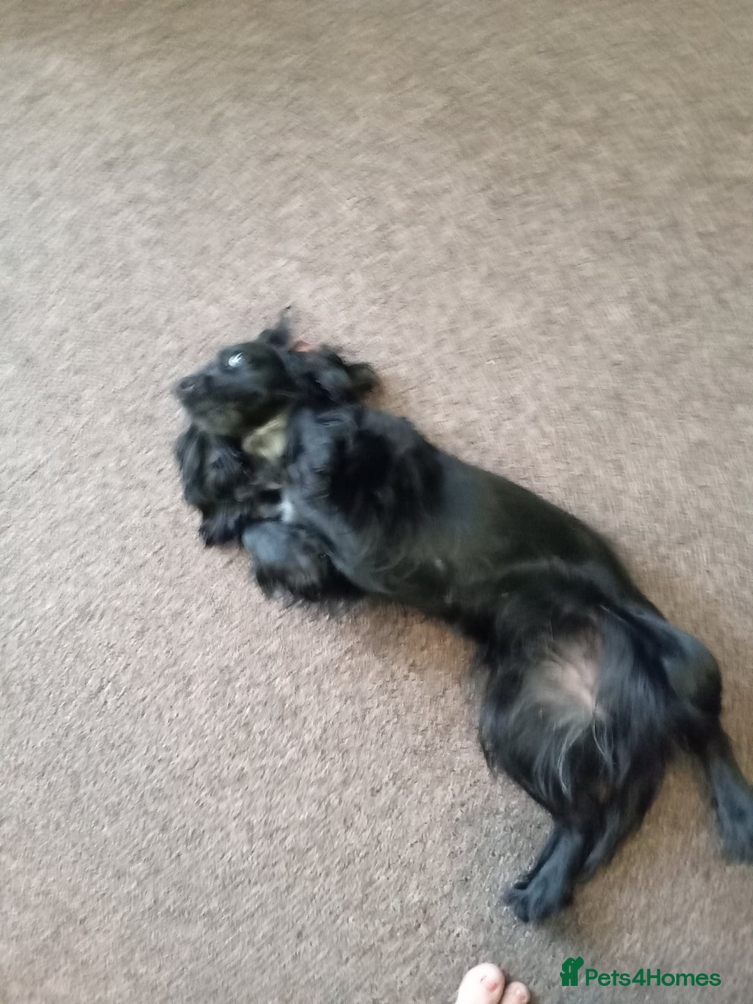 Cocker Spaniel dogs for sale: Black and white stripe crocker spaniel - Image 1