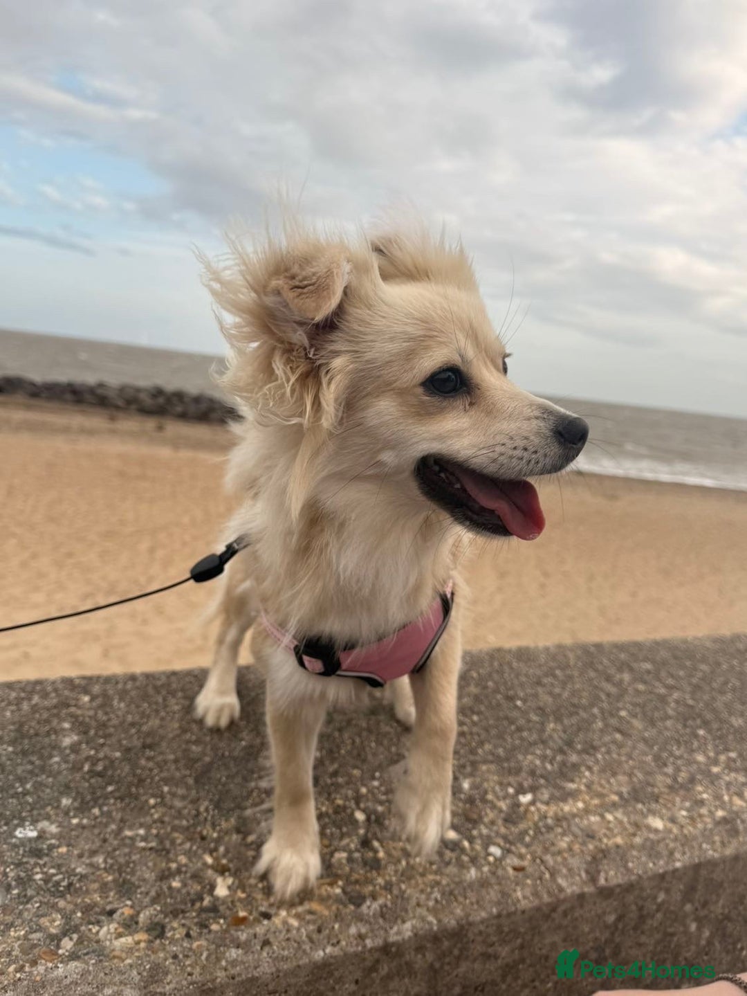 Miniature Dachshund dogs for sale: Dapple mini dachshund & long haired daxi cross - Advert 20