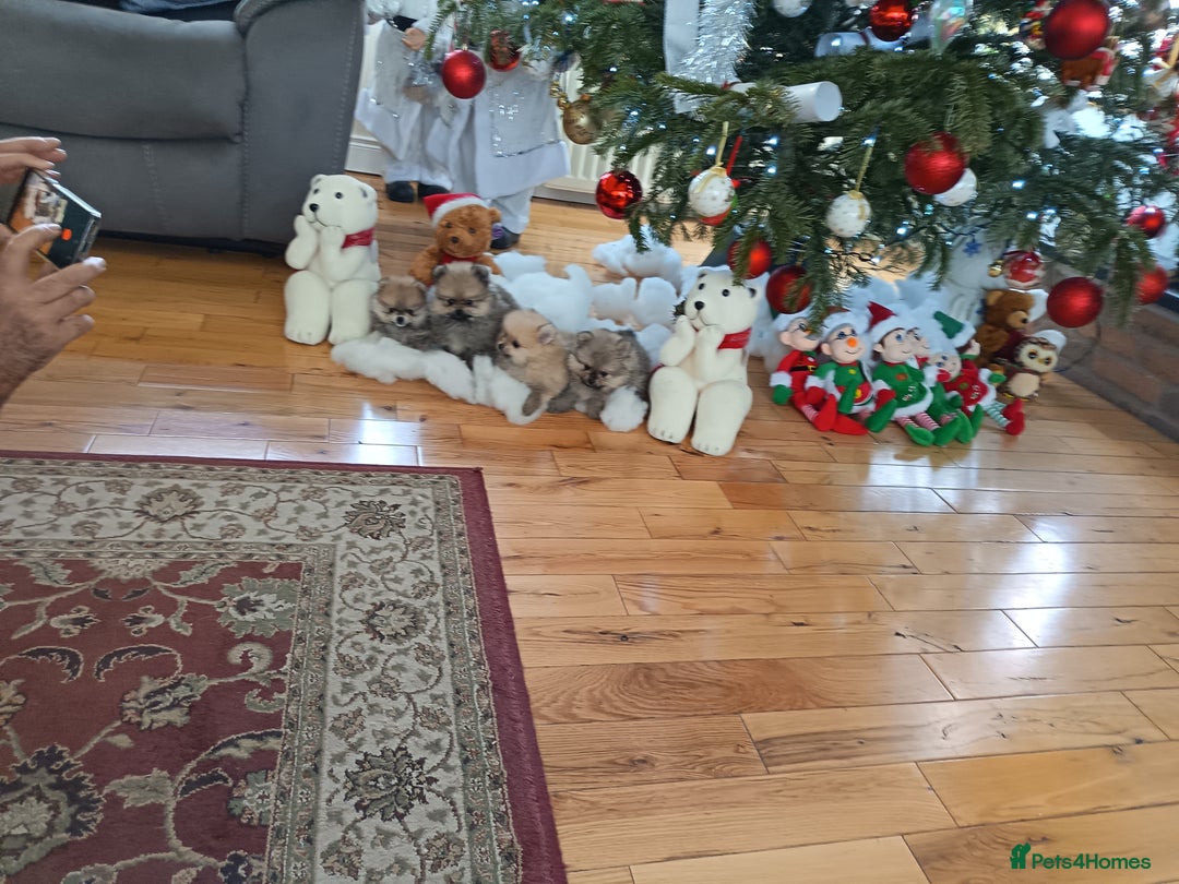 Pomeranian dogs for sale: 2 POMERANIAN PUPPIES FOR SALE - 1 girl and 1 boy - Advert 8