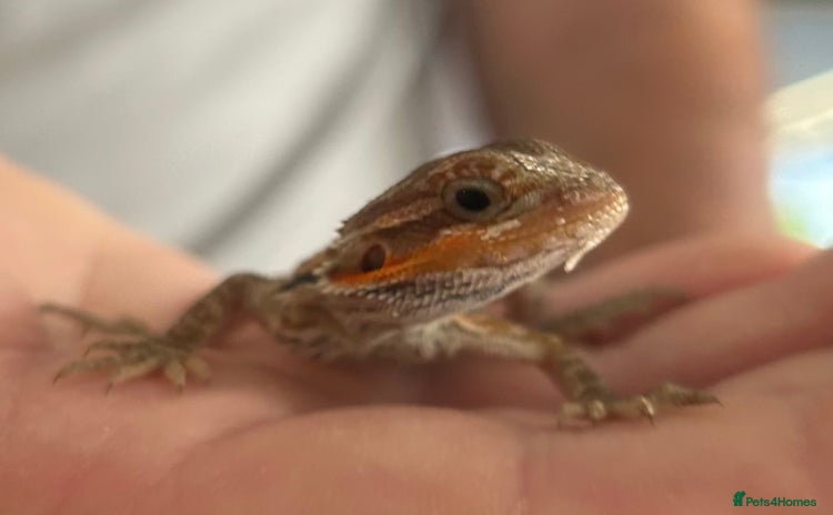 Bearded Dragon reptiles - Advert 1