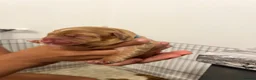 Cockapoo dogs for sale: Beautiful Multigen Cockapoo Puppies 🐶 - Advert 9