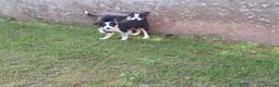Border Collie dogs for sale: Adorable female sheepdog pups for sale  in Brecon - Advert 1