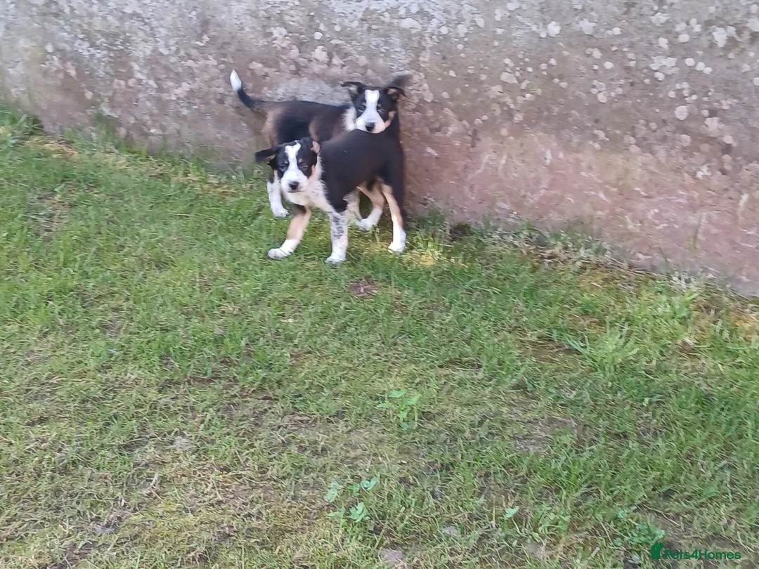 Border Collie dogs for sale: Adorable female sheepdog pups for sale  in Brecon - Advert 1