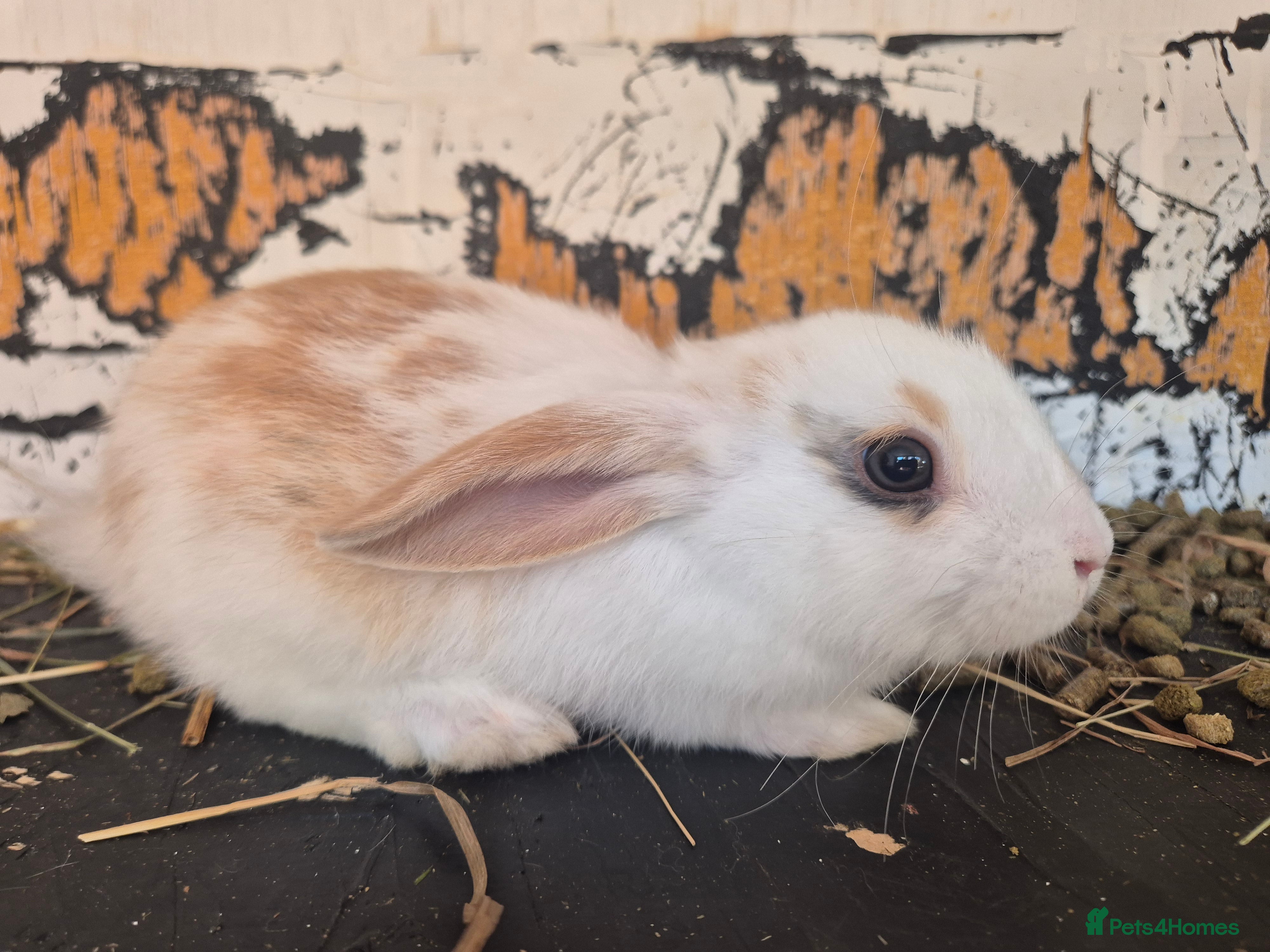 Mixed Breed rabbits 5 little rabbits, mixed with dwarf  - Advert 2