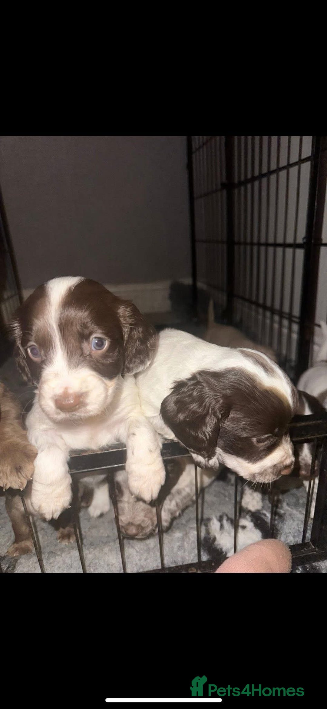 Cocker Spaniel dogs for sale: Cocker Pups  - Advert 3