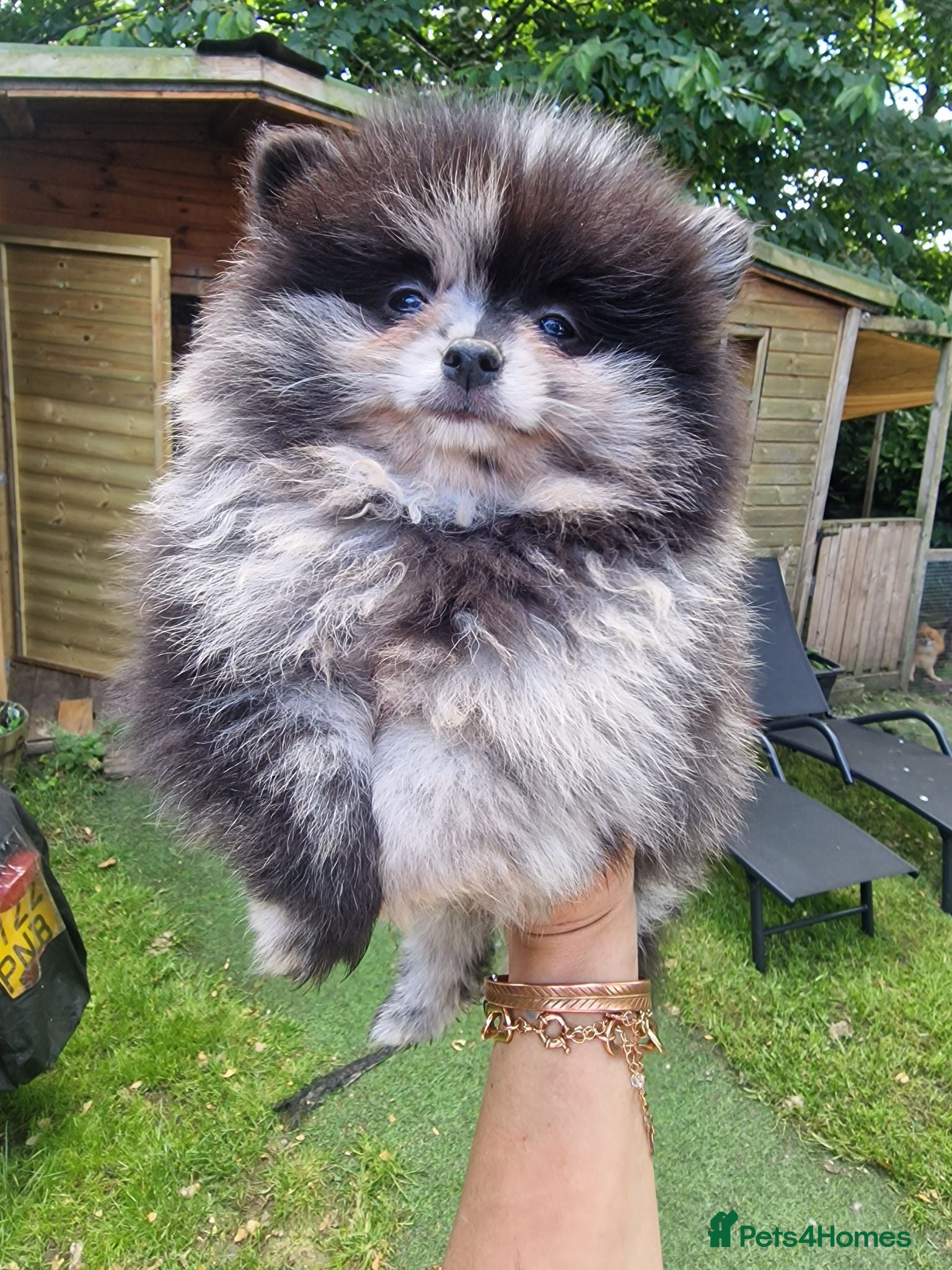 Pomeranian dogs Cute Pomeranian boys, amazing colour - Advert 1