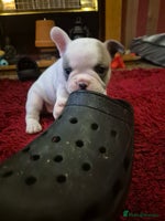 French Bulldog dogs - Advert 8
