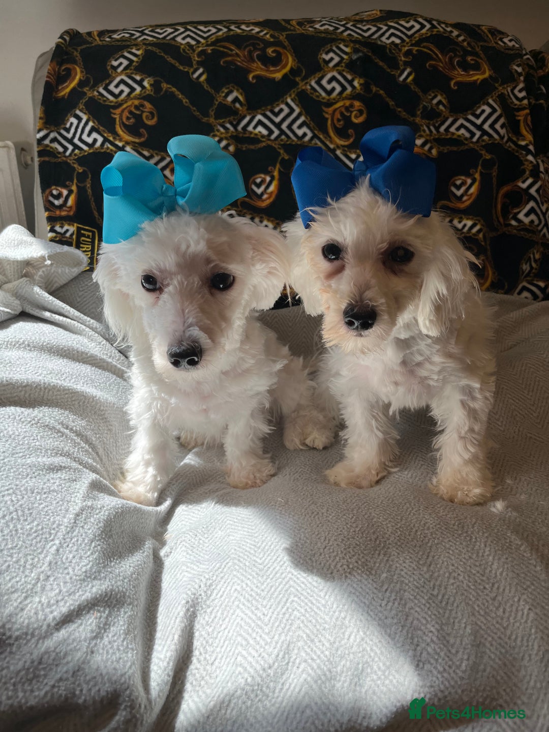 Maltipoo dogs for sale: BEAUTIFUL MALE MALTIPOOS READY NOW  in Kettering - Image 4