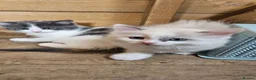 Mixed Breed cats for sale: Half ragdoll kittens  - Advert 2
