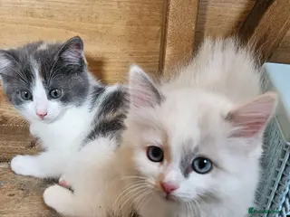 Mixed Breed cats Half ragdoll kittens - Advert 8