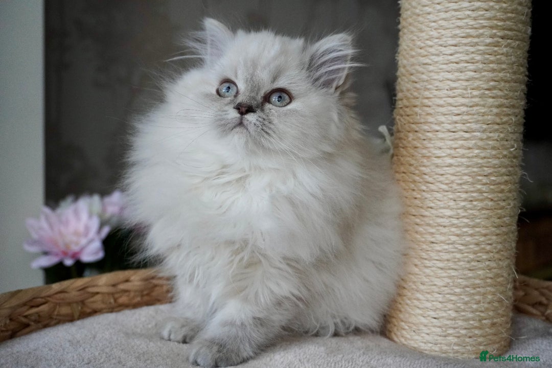 British Shorthair cats for sale: 💜Beautiful Longhaired Girl - Advert 1