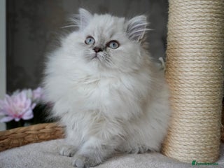 British Shorthair cats 💜Beautiful Longhaired Girl - Advert 3