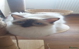 Ragdoll cats for sale: Beautiful GCCF lilac and Cream Point kittens - Image 15