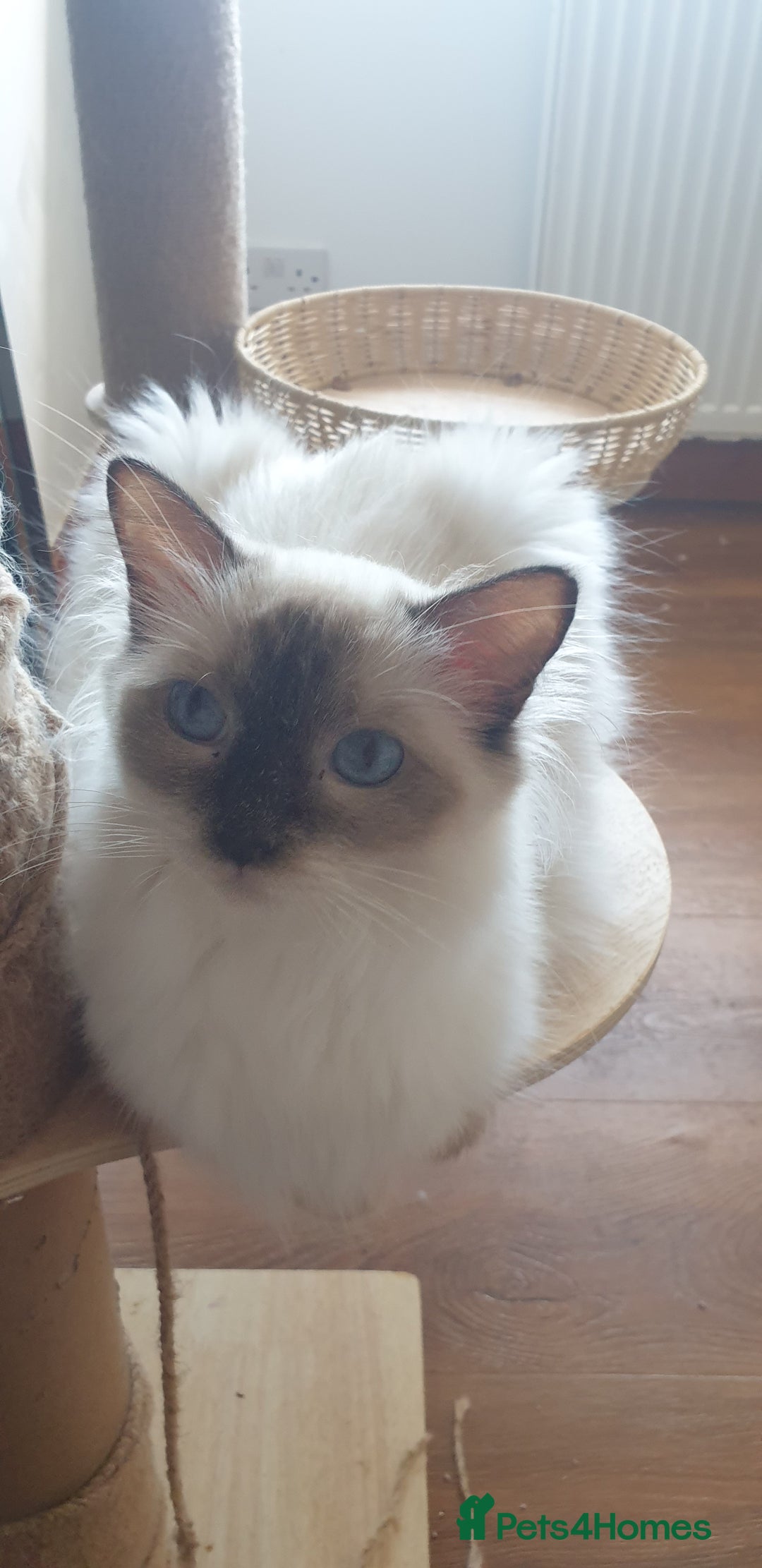 Ragdoll cats for sale: Beautiful GCCF lilac and Cream Point kittens - Image 15