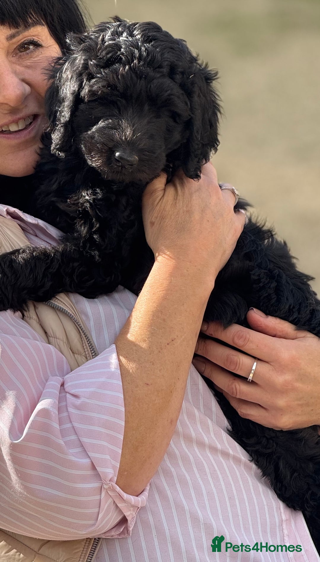 Labradoodle dogs for sale: F1b 3rd generation Labradoodles  - Image 9