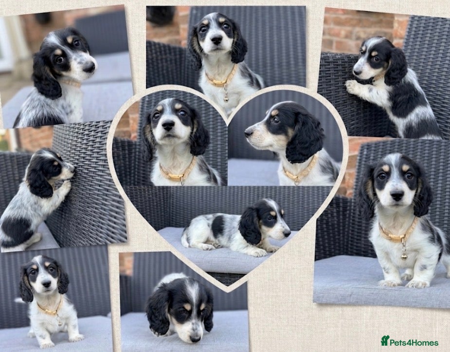 Miniature Dachshund dogs The Piebald Boys are here! 🐾 - Advert 1