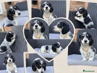 Miniature Dachshund dogs for sale: The Piebald Boys are here! 🐾 - Advert 1