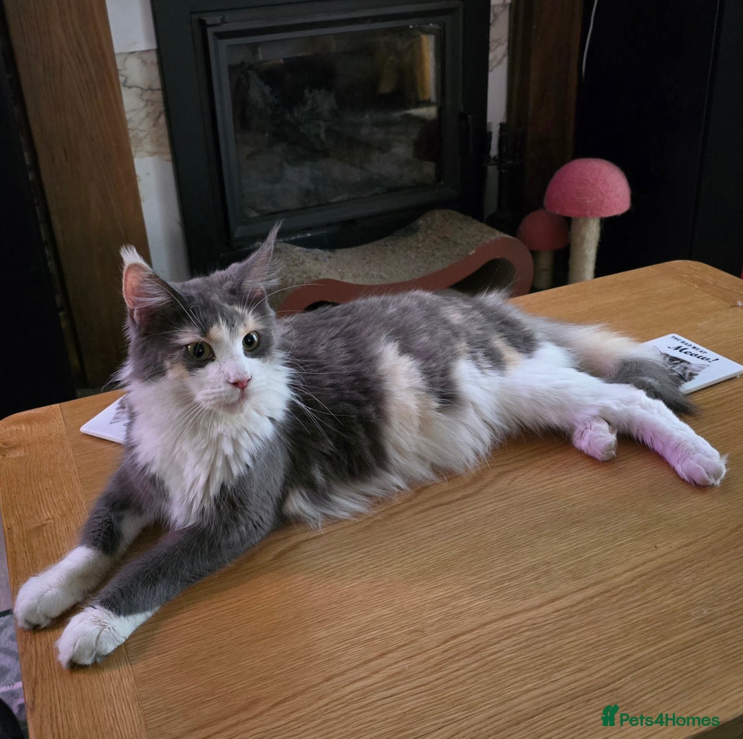 Maine Coon cats for sale: Polydactyl Kittens Maine Coon TICA - Advert 9
