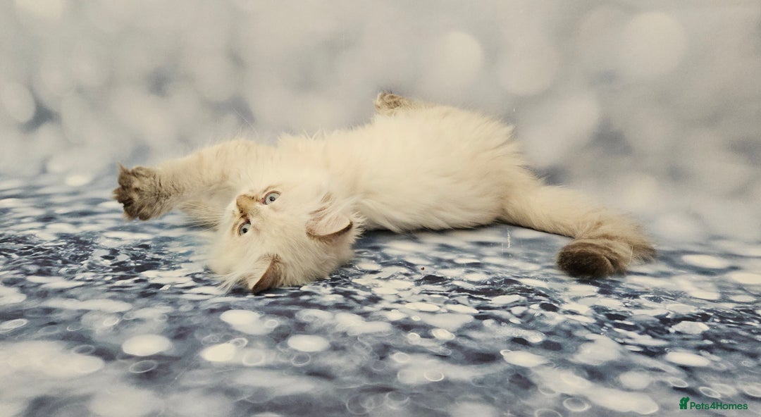 British Longhair cats for sale: Excellent Scottish straight Highland Kittens - Image 17
