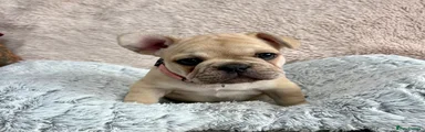 French Bulldog 4