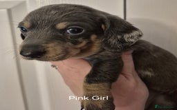 Dachshund dogs for sale: Dachshund Puppies looking for forever homes - Image 22