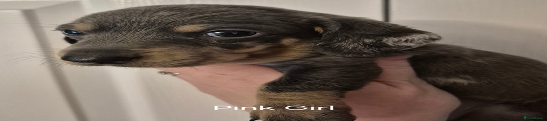 Dachshund Puppy 4