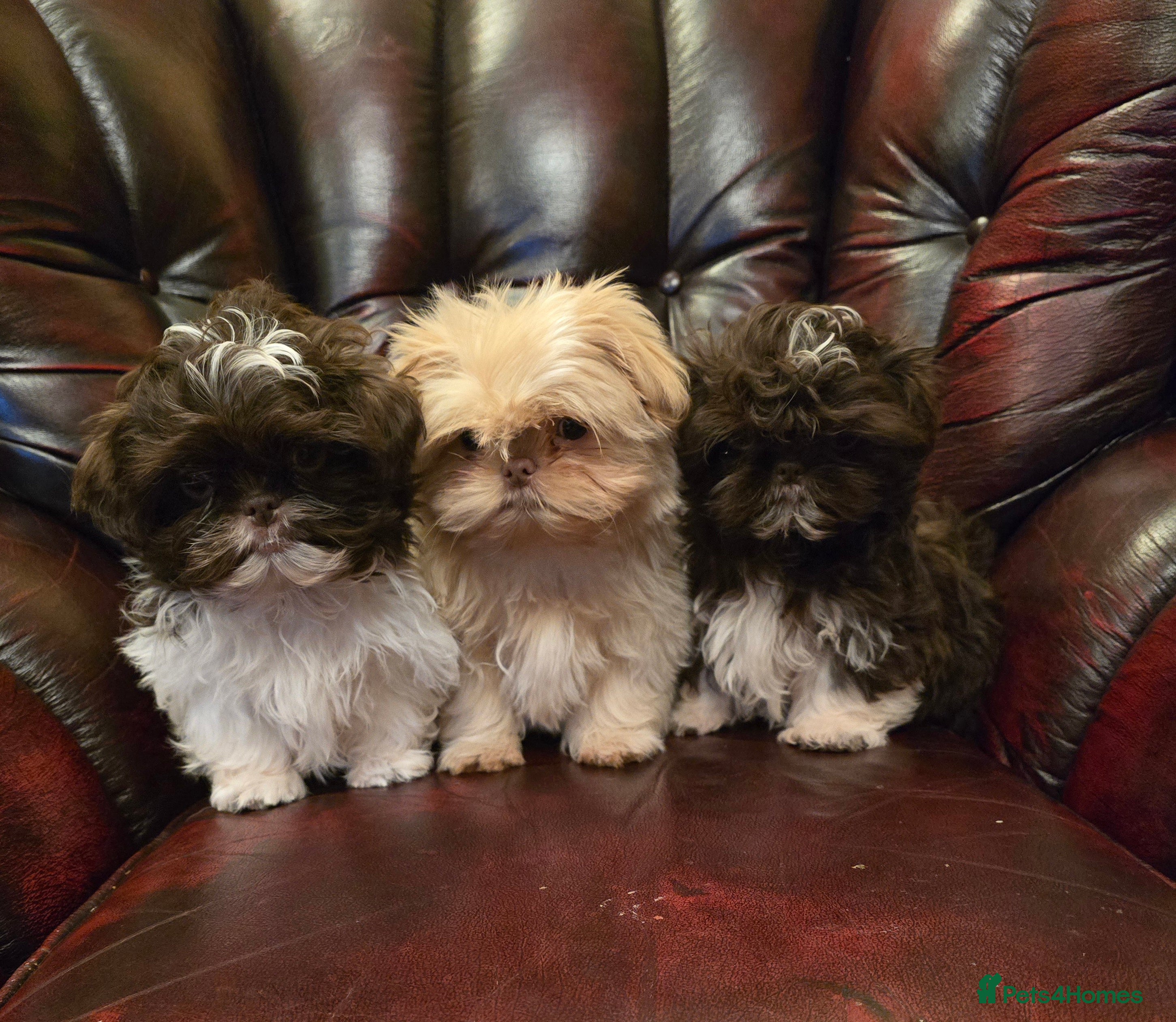 Shih Tzu dogs Stunning shih tzu - Advert 1