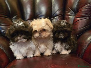 Shih Tzu dogs Stunning shih tzu - Advert 2