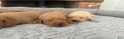 Labrador Retriever dogs for sale: Health Tested IGL Champion Bred Labrador Puppies  - Advert 9