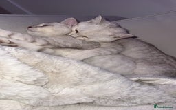 Scottish Fold cats for sale: Beautiful kittens looking for their forever home❤️ - Image 10