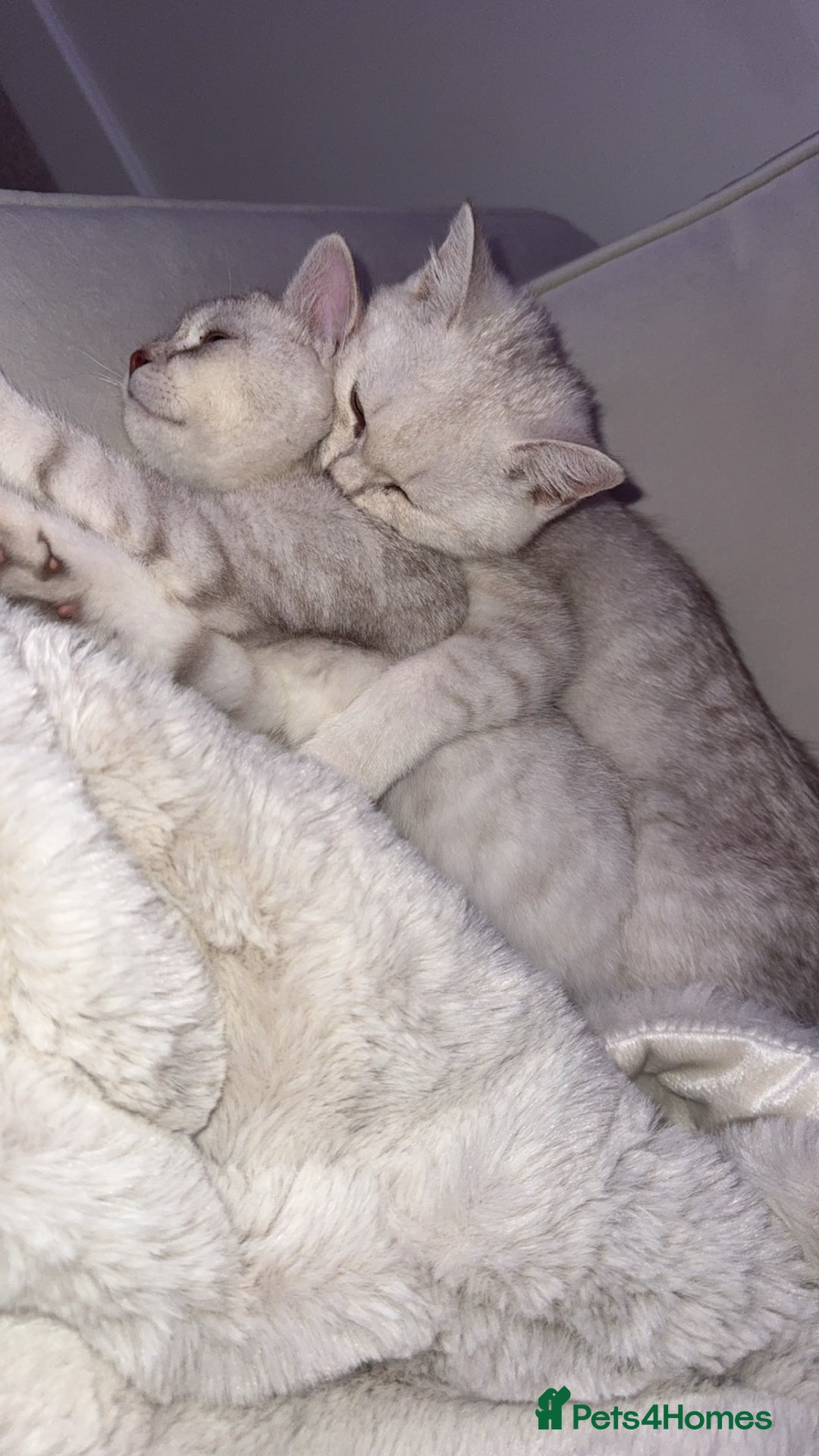 Scottish Fold cats for sale: Beautiful kittens looking for their forever home❤️ - Image 10