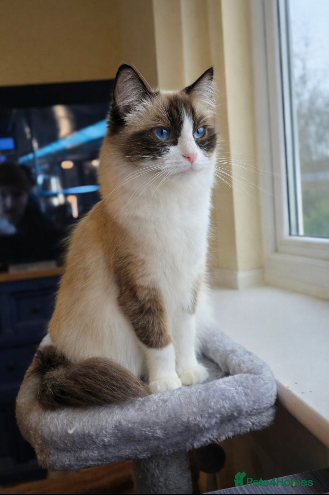 Ragdoll cats Female Seal Bicolour Ragdoll Kitten - Advert 18