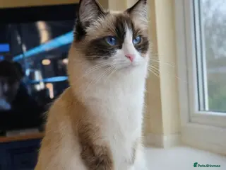 Ragdoll cats Female Seal Bicolour Ragdoll Kitten - Advert 18