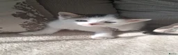 Mixed Breed cats for sale: 3 beautiful kittens  in Chatham - Advert 2